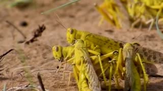 🦗🌍 Grasshoppers' Prehistoric Legacy – 250 Million Years of Survival! ⏳🦖