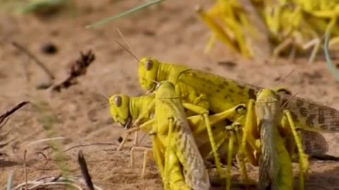 🦗🌍 Grasshoppers' Prehistoric Legacy – 250 Million Years of Survival! ⏳🦖