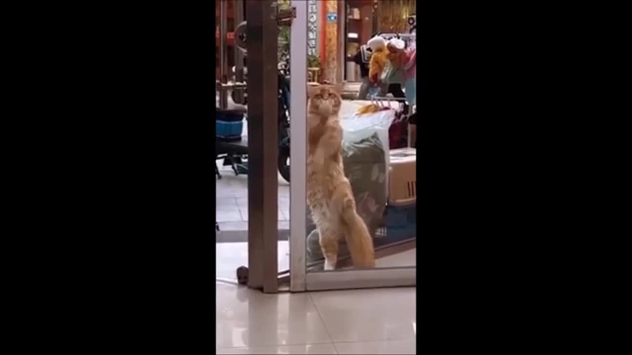 Funny animals