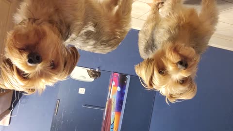 Batman and Chewy are eight years old! Happy Birthday my little idiots! #funnydogs #yorkies