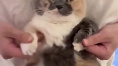 😂🐱 Cat Got Moves Like You've Never Seen! | FunFM
