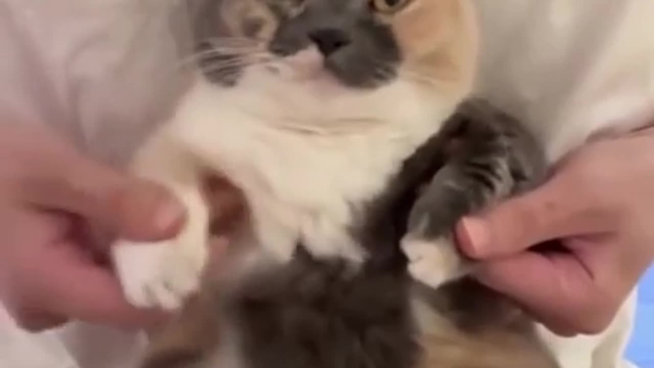 😂🐱 Cat Got Moves Like You've Never Seen! | FunFM