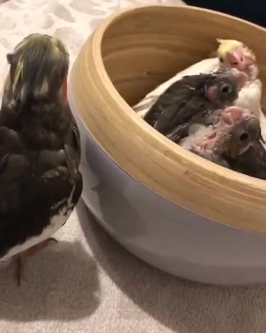 Playing peekaboo with the little ones