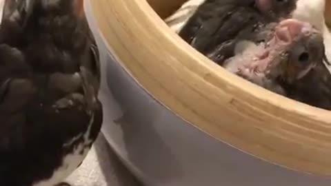 Playing peekaboo with the little ones