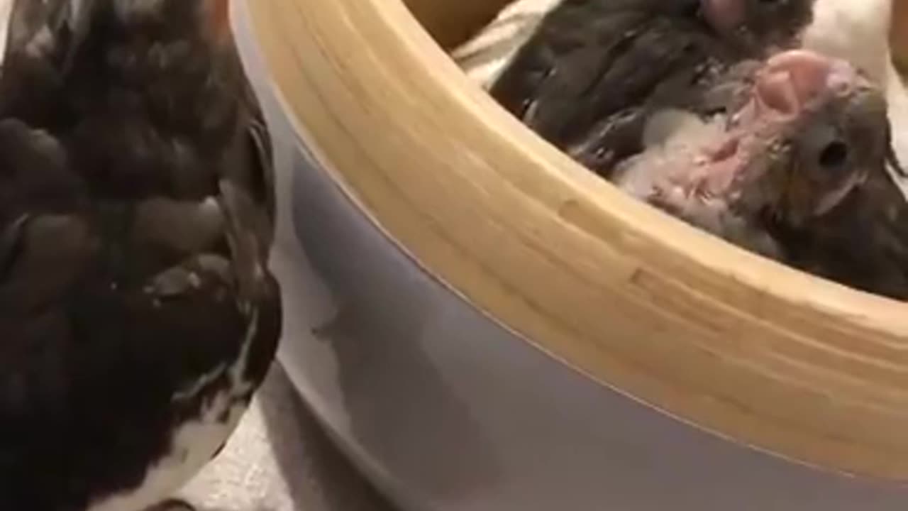 Playing peekaboo with the little ones