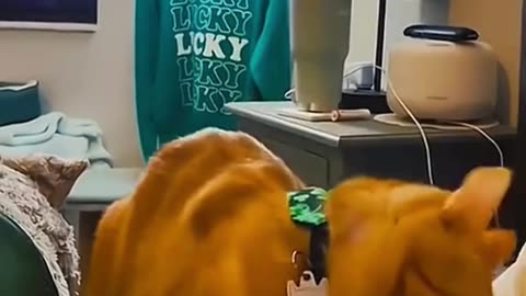 FUNNY ANIMAL COMPILATIONS - PART 86