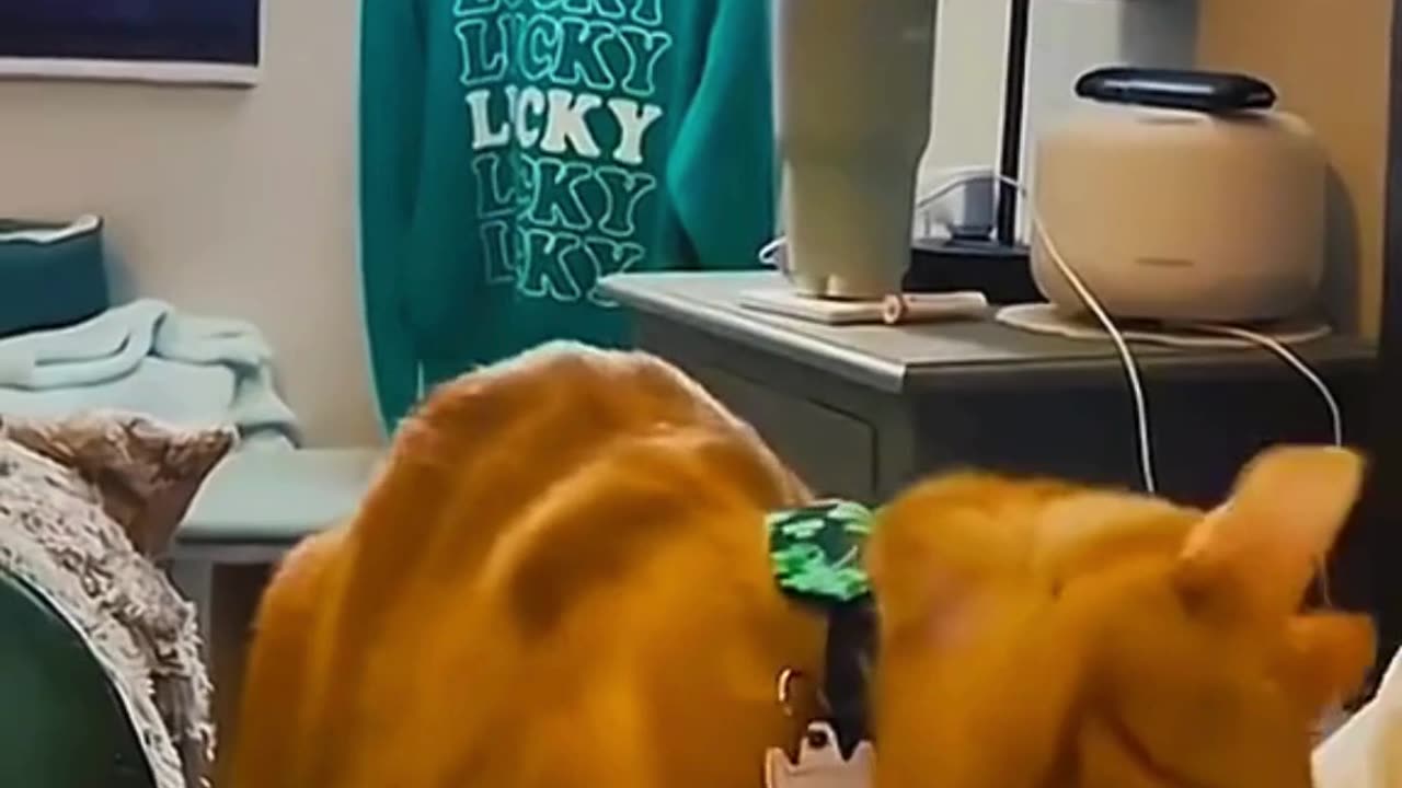 FUNNY ANIMAL COMPILATIONS - PART 86
