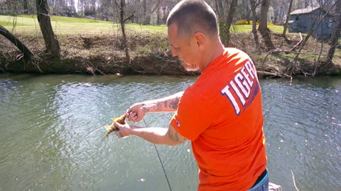 What a Perch does whenever you catch em!