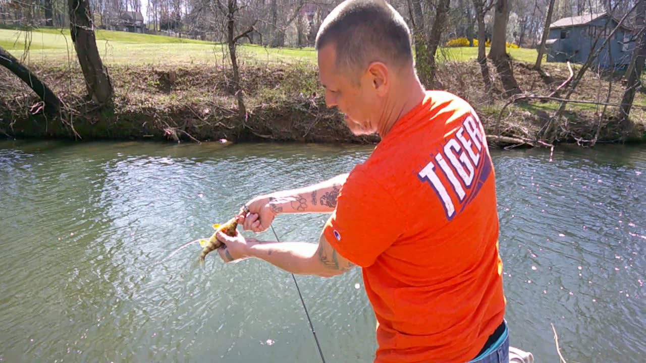 What a Perch does whenever you catch em!