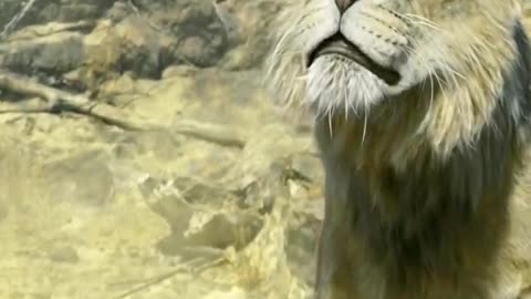 Mufasa 😍❤️ (Part - 51)....#reels #viralreels #reel #mufasa #animation #lastest #romantic #viralreel