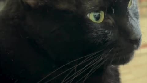 Cute Precious Piper Has Such a Pretty Face - Adopting a Cat from a Shelter Vlog #shorts