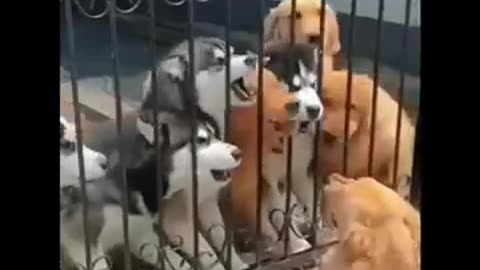 Funny Animals Video