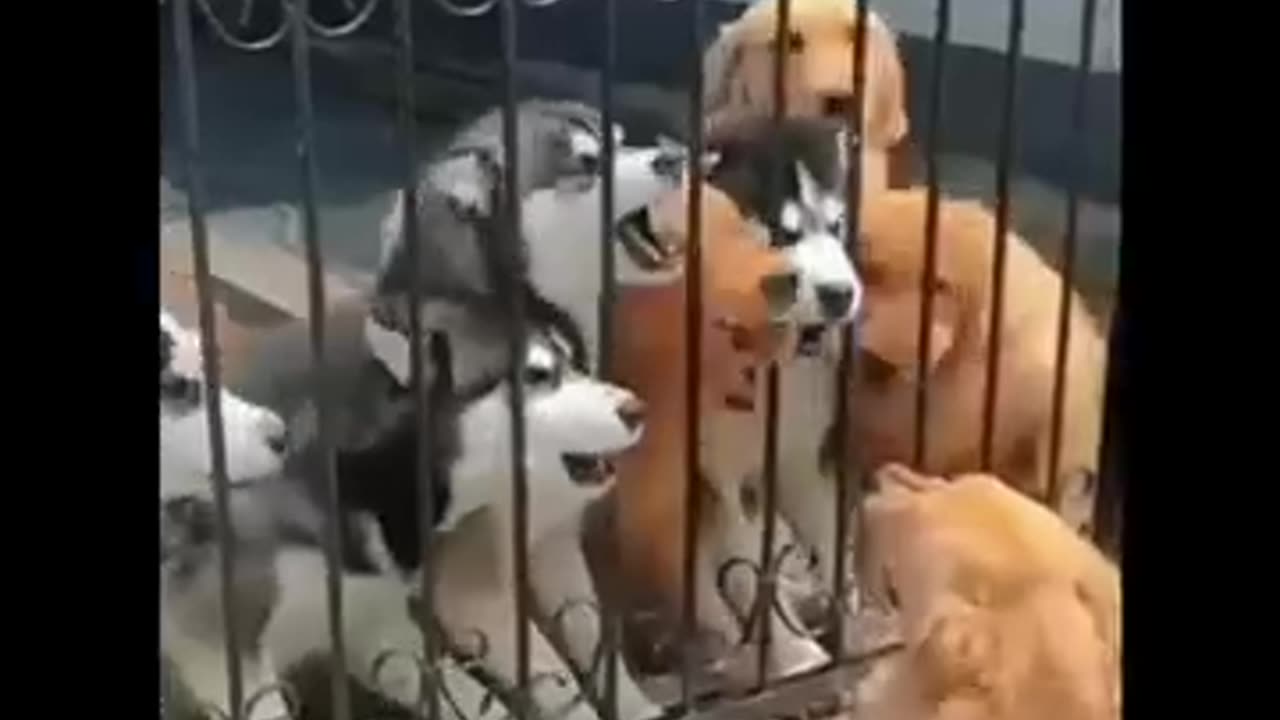 Funny Animals Video