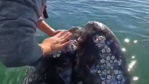 Whale making sounds of joy. What a gem of a moment!