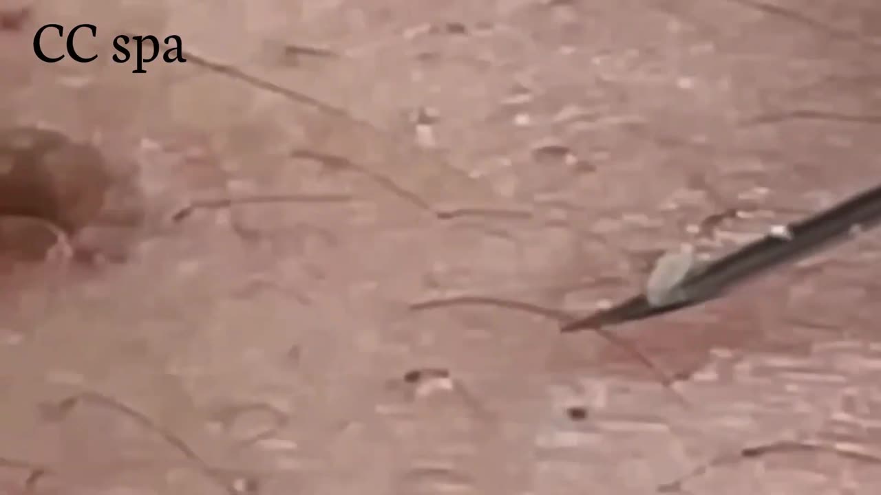 تلميع وتنظيف الجلد الطبيعي المدور 9999