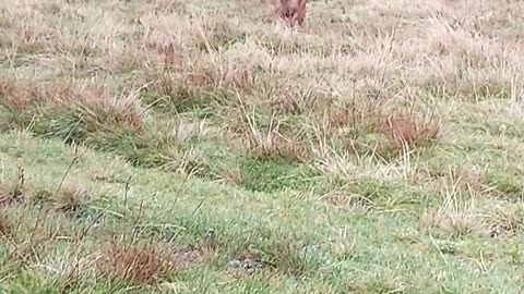 Lost Dog Hears Owners' Whistle After Two Days