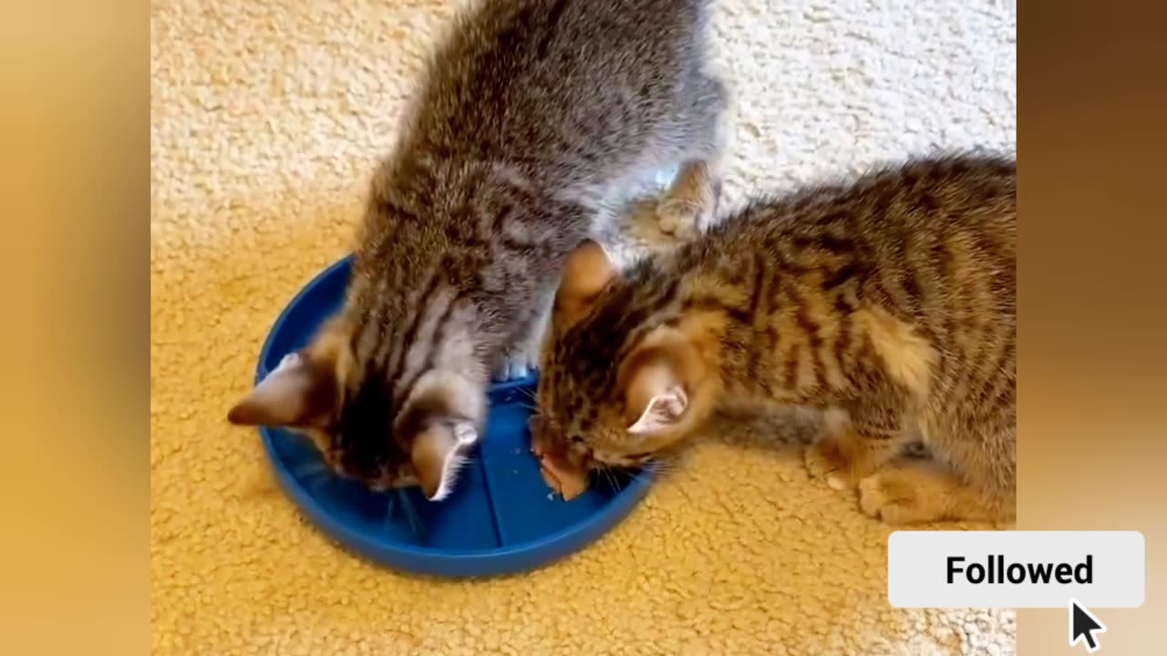 Two little Cute cats are Eating food😻💝