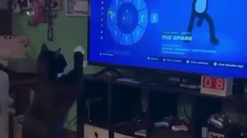 Nothing special, just a cat learning a Fortnite dance🥹