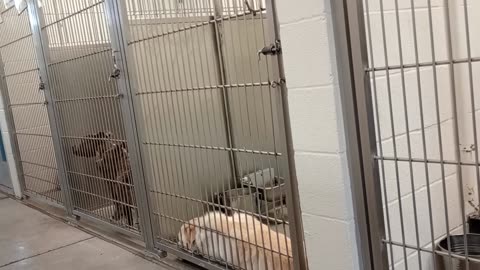 Lotus-black Rest in Peace A861864 Scooby 2y A820303 kennel 229 Harry's haven PACC shelter Heavenly938