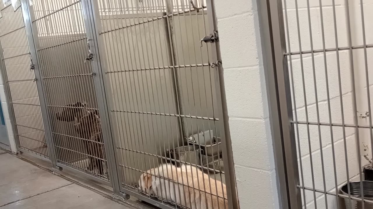 Lotus-black Rest in Peace A861864 Scooby 2y A820303 kennel 229 Harry's haven PACC shelter Heavenly938