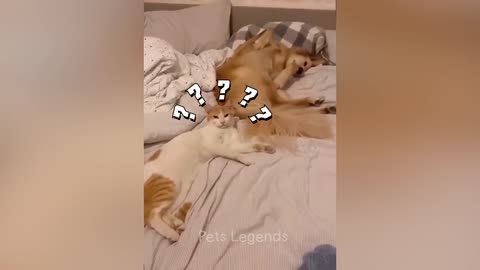Funniest cat and dog