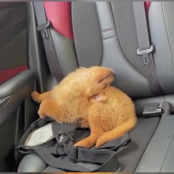 Doggy down time 🤣