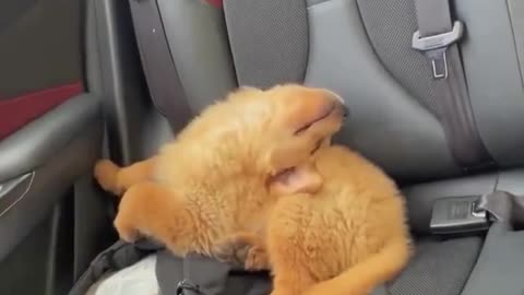 Doggy down time 🤣