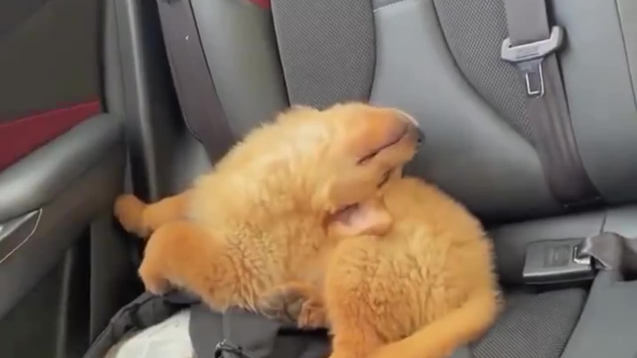 Doggy down time 🤣