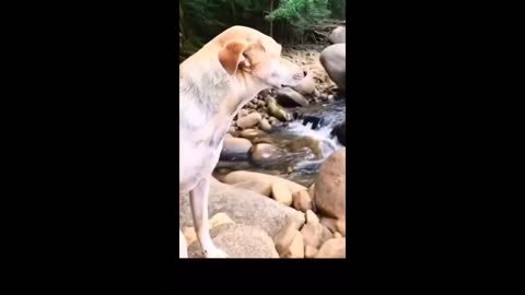 Crazy Funniest Videos Ever In The World 🌍😭😭😭😭 [Level 3]