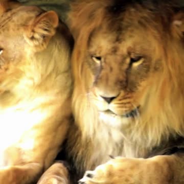 How to Get Him to Move 🦁💛 | Sounds of Nature