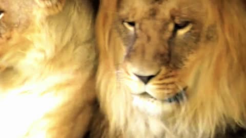 How to Get Him to Move 🦁💛 | Sounds of Nature