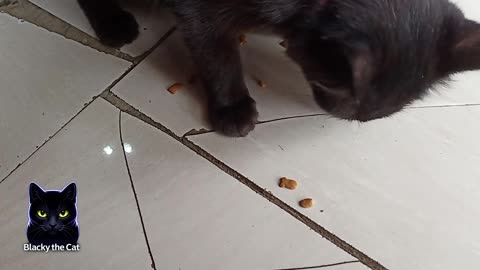 Blacky is having lunch