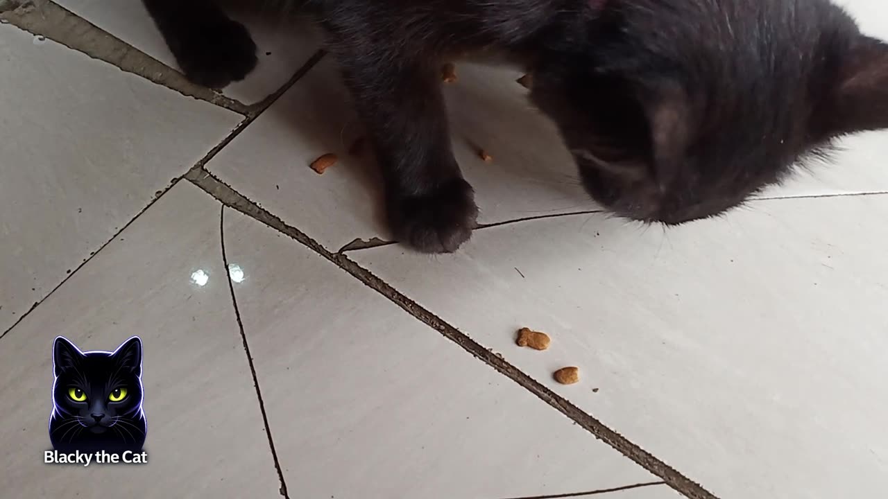 Blacky is having lunch