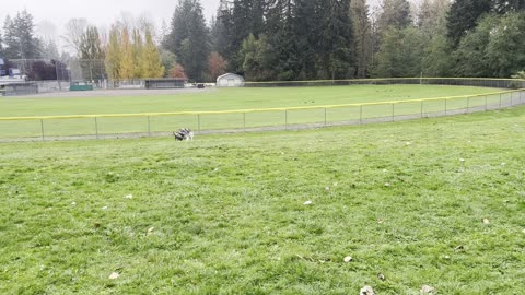 Yuma and his all time best friend, Grizz go for a chase