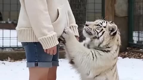 Girl Falls Into Tiger Enclosure, Then a Miracle Happens…