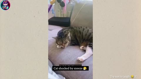🤣Funny Animals Videos 2🤣