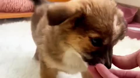 Drowning puppy