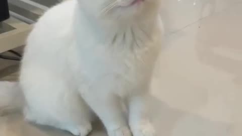My Cute Kittens Wanna Talk to Me