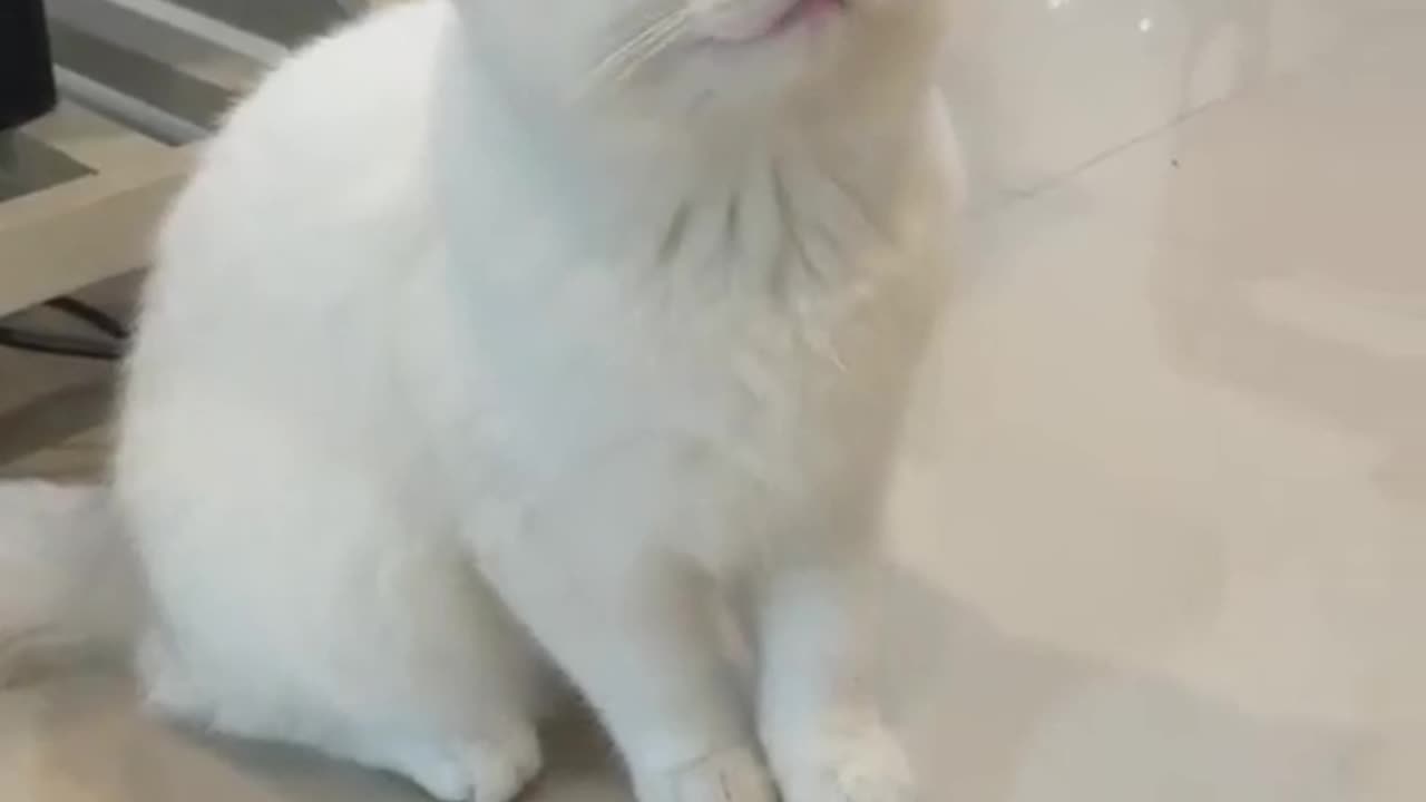 My Cute Kittens Wanna Talk to Me