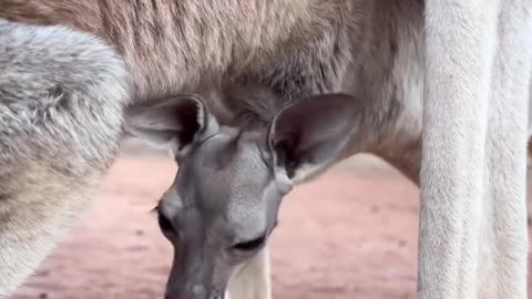 The funny animal videos