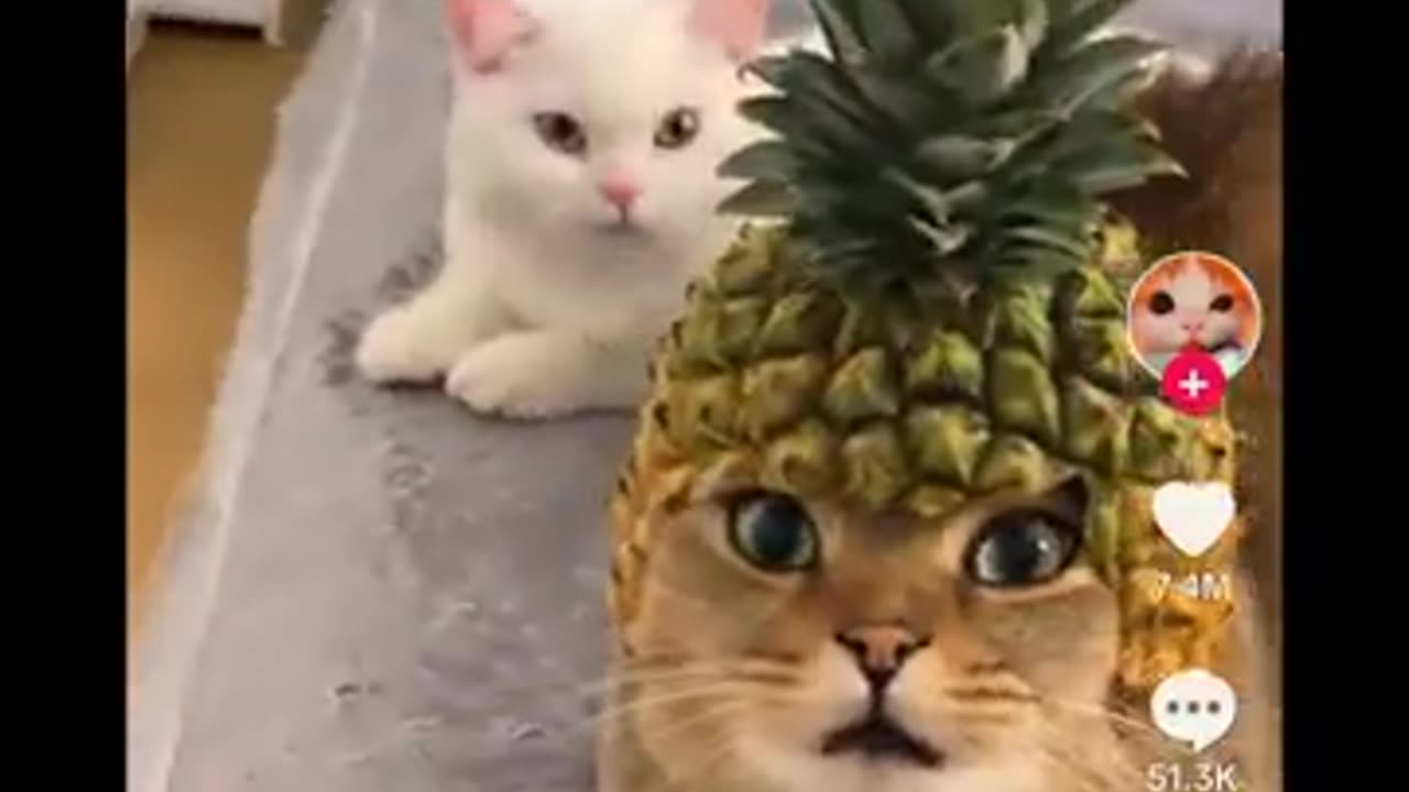 Funny animals