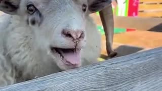 🏆🤣 This Guy Proves He's the GOAT in His Own Hilarious Way! | FunFM