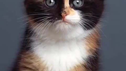 Cat Growth Speed Run