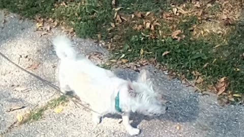 dog