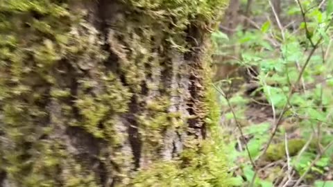 Woods girl