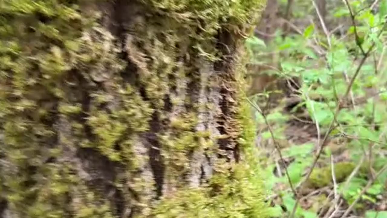 Woods girl