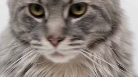This Cat Has Main Character Energy 😼✨ Watch the Attitude!