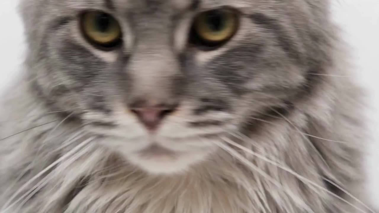This Cat Has Main Character Energy 😼✨ Watch the Attitude!