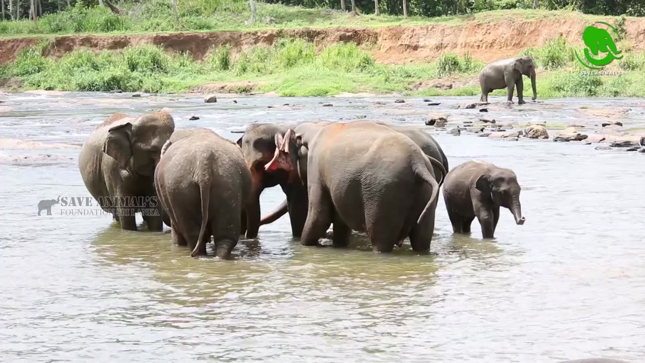 WILD LIFE