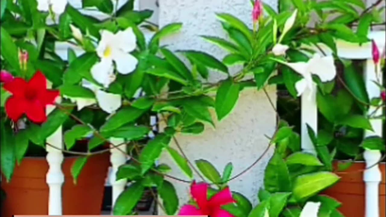 OLTEA HOZAN -VEGHEREA- #caleacătrerai #subscribe #share #poezie #editor ⁨@ValentinTrifcanalcreștin⁩